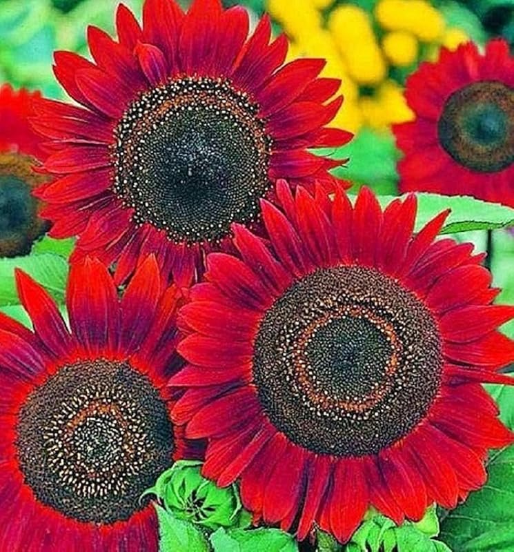 Velvet Queen Heirloom Non-GMO Sunflower Seeds for Planting