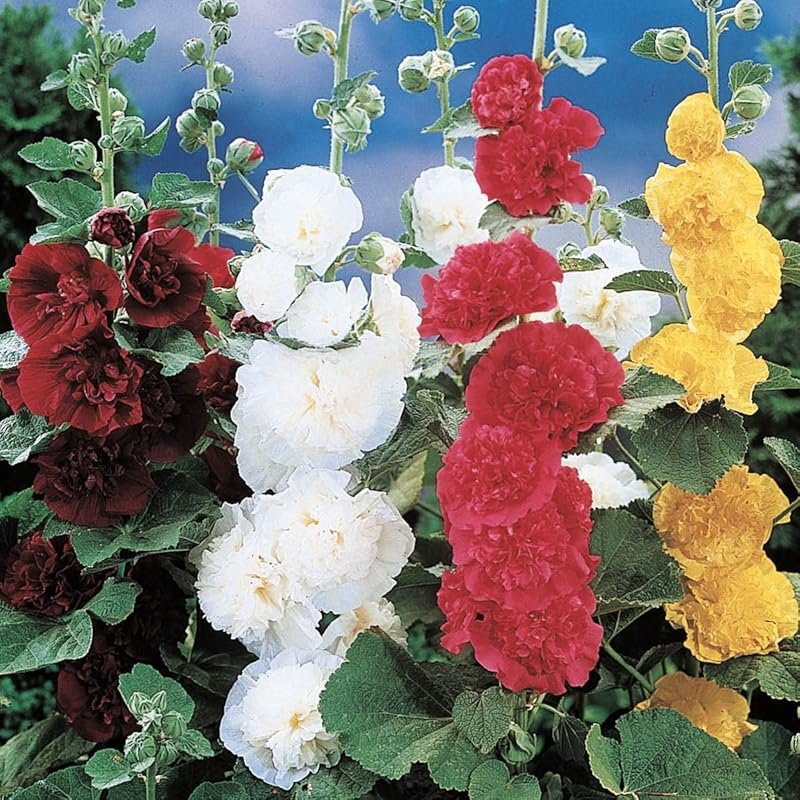 Multi-Colored Double Flowering Hollyhocks Bare Root Perennials, 3-Pack