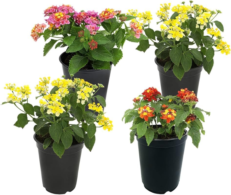 Multicolor Lantana Flowers 4 Pack: Live Outdoor Plants Attracting Poll