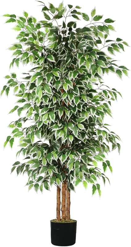 4 Best Tall Plants for Privacy That Deliver Results