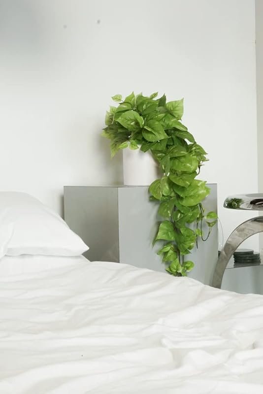 Top 5 Best Ivy Plants for Indoor Greenery
