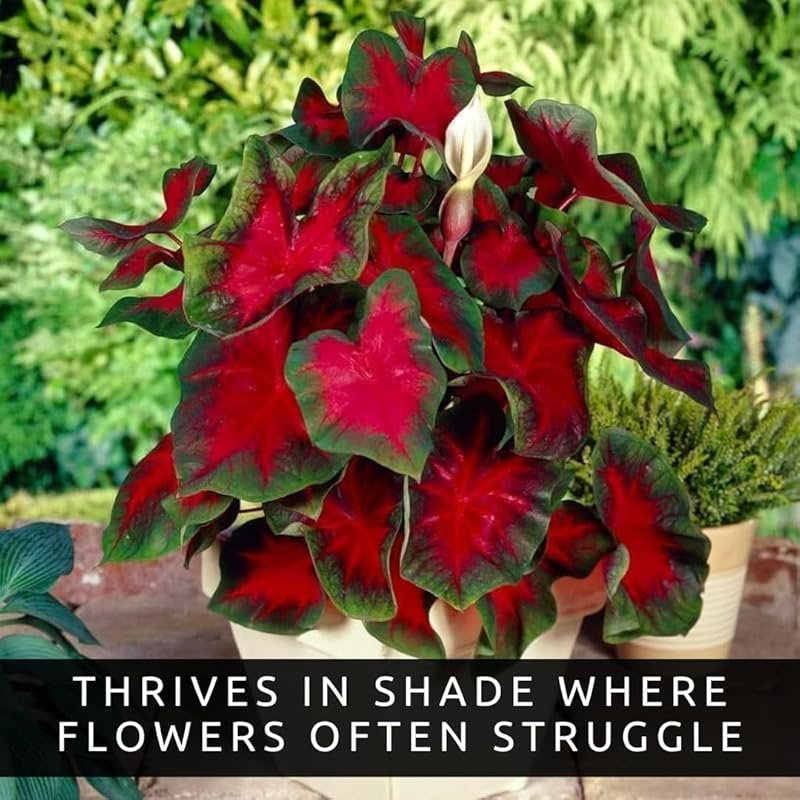 Florida Cardinal Caladium Bulbs – Heart-Shaped Red & Green Foliage