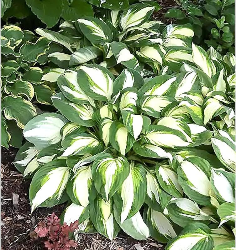 Vulcan Hosta – Hardy 24