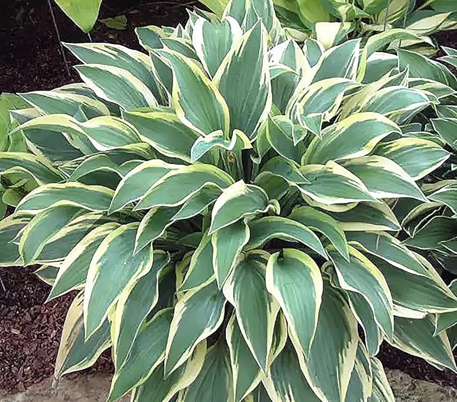 Wolverine Hosta – Compact 24