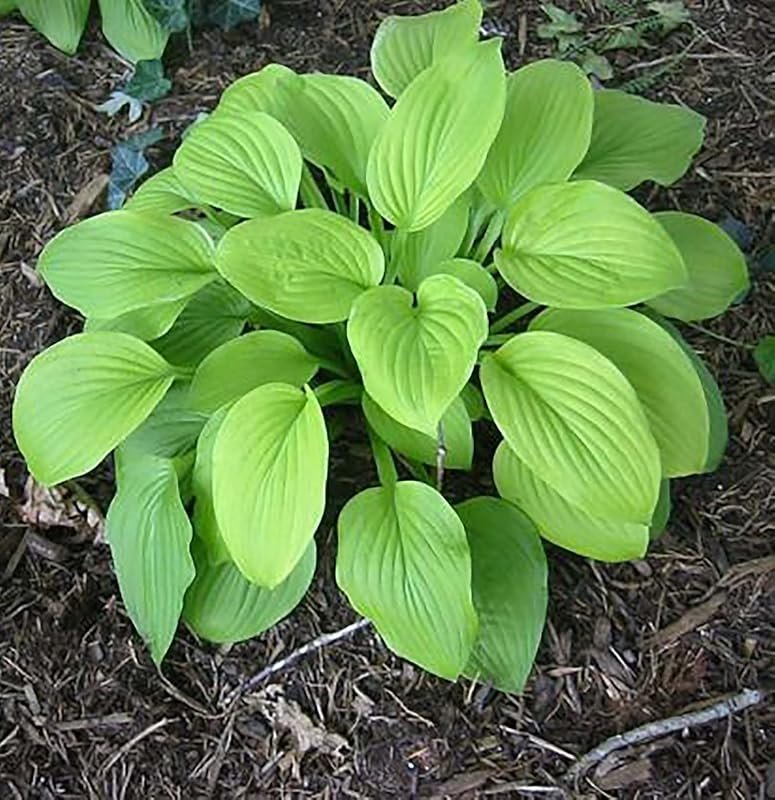 August Moon Hosta Shade Plant, 20