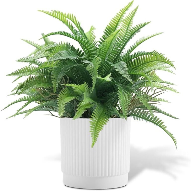 Top 5 Indoor Ferns for Low Light That Thrive Effortlessly