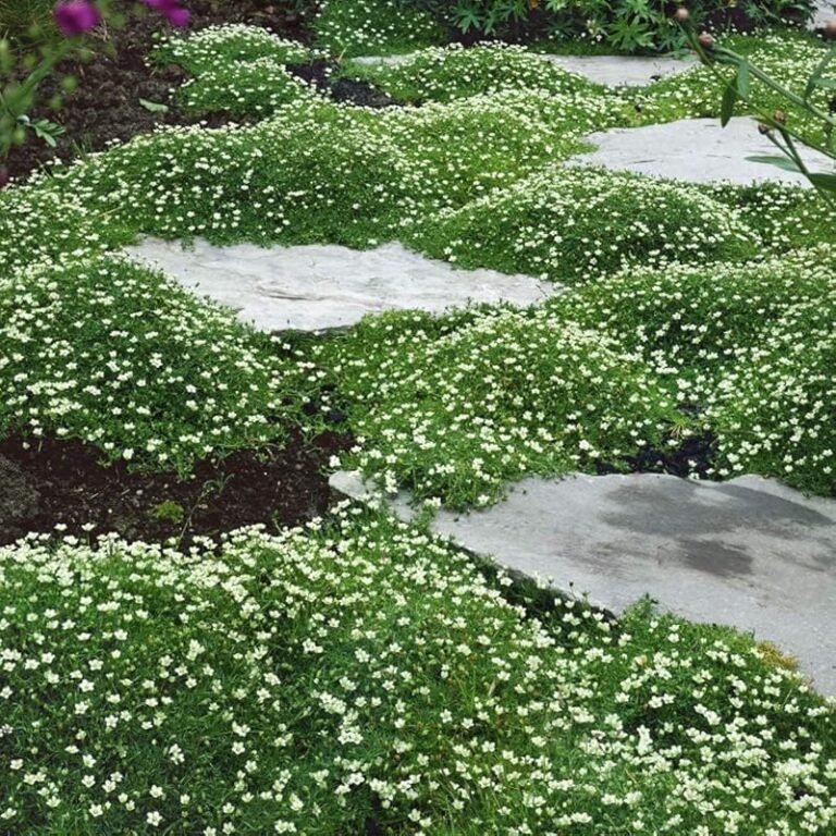 4 Best Low Maintenance Plants for Landscaping You’ll Love