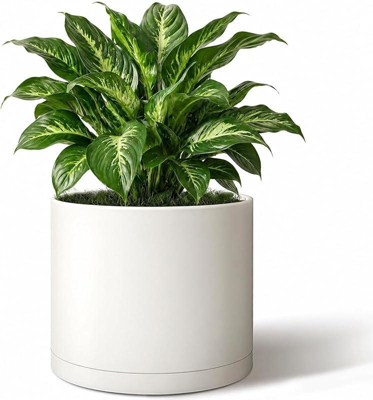 4 Best Pots for Banana Plants to Grow Healthy and Strong