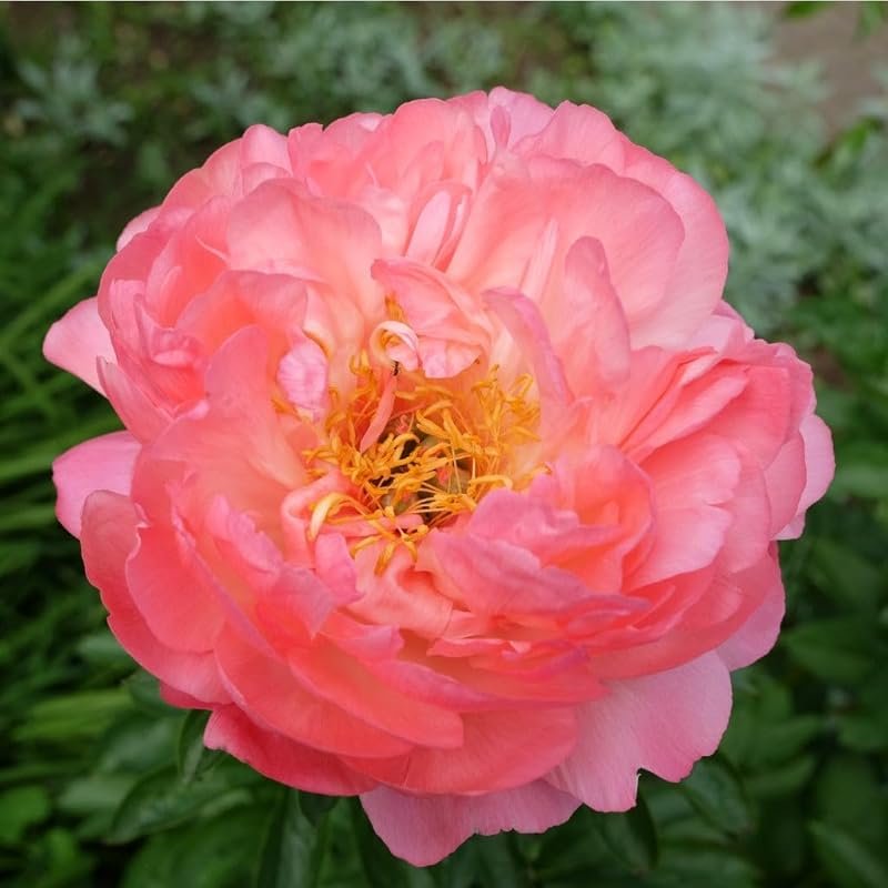 Coral Sunset Peony Flower Plant for Gardens