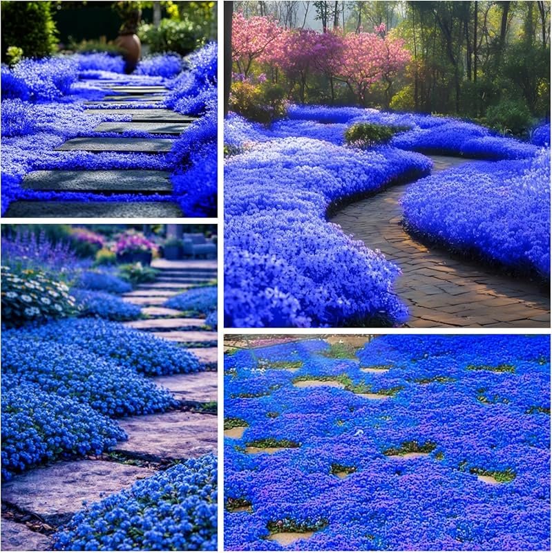 20500+ Magic Creeping Thyme Seeds: Perennial Ground Cover, Non-GMO Hei
