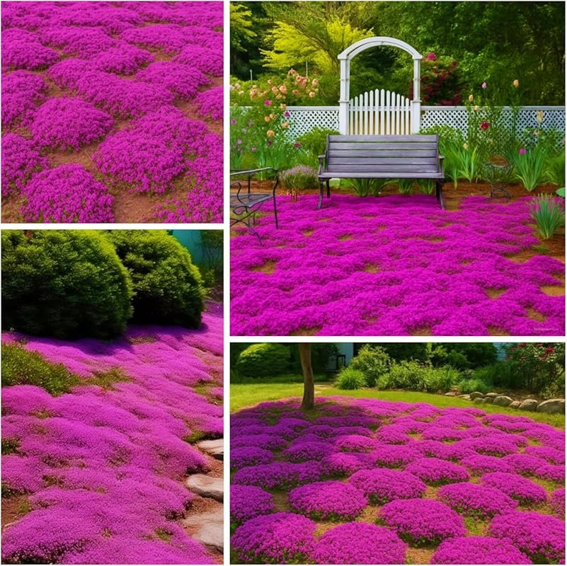 22000+ Non-GMO Creeping Thyme Seeds: Perennial Heirloom Thymus Serpyll