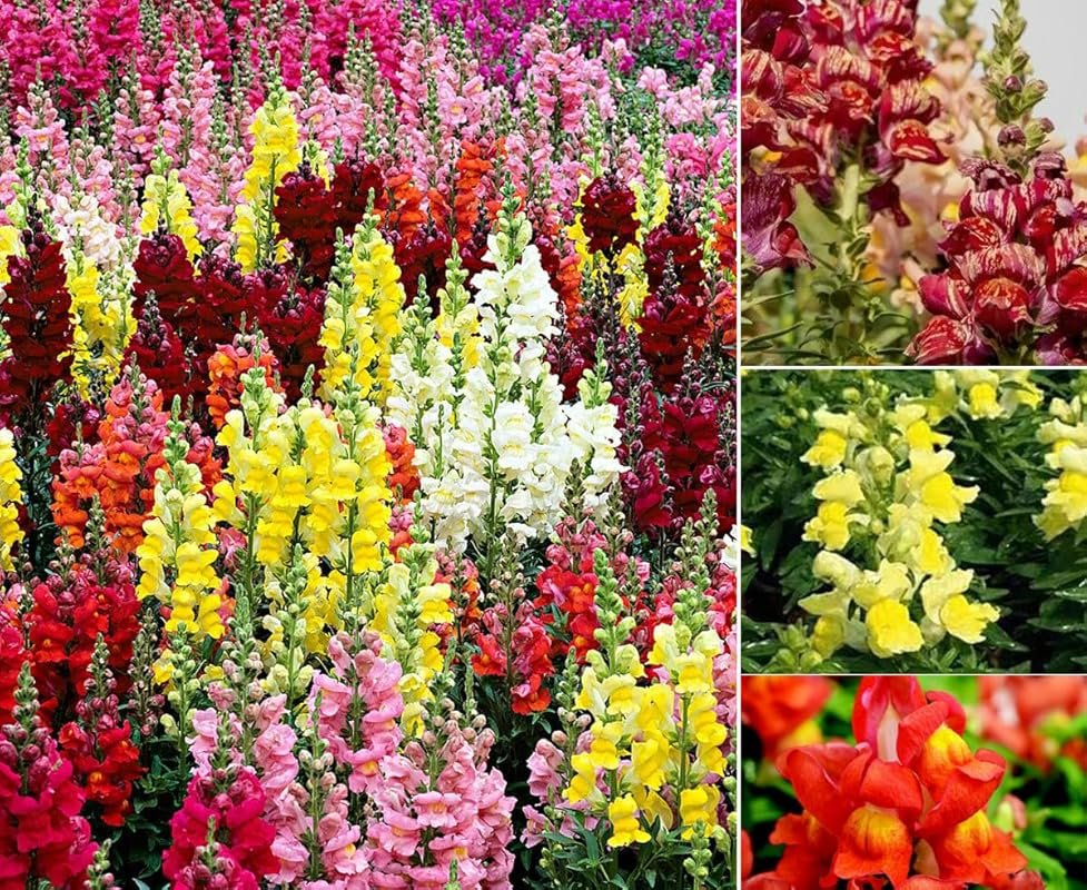 Mixed Snapdragon Flower Seeds – 300 Non-GMO Tall Annuals for Vibrant O