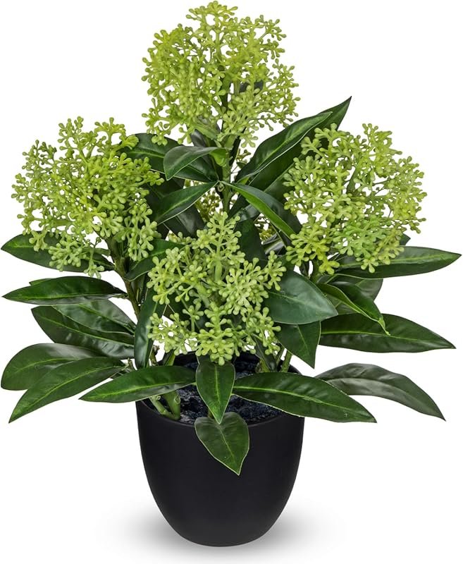 4 Best Potted Flowers for Full Sun Gardens