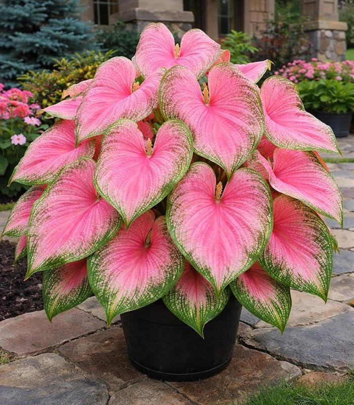 Pink Princess Caladium Bulbs – Spotted Pink & Green Leaves