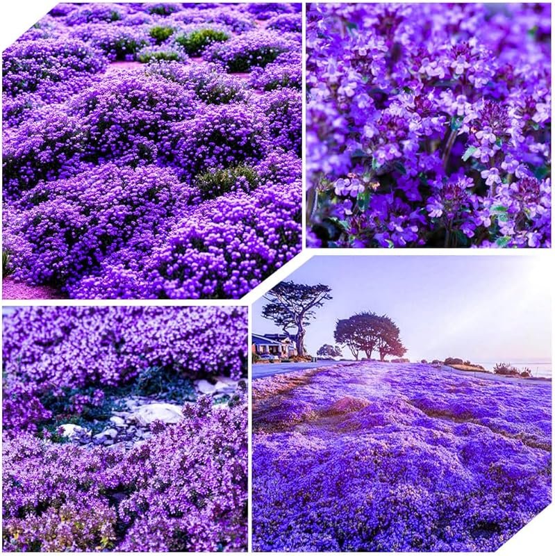 21500+ Non-GMO Heirloom Creeping Thyme Flower Seeds, Magic Carpet Grou