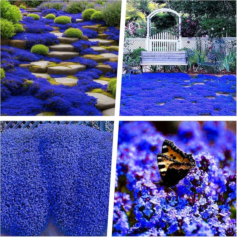 19998+ USA Premium Creeping Thyme Seeds – Perennial, Non-GMO, Drought-