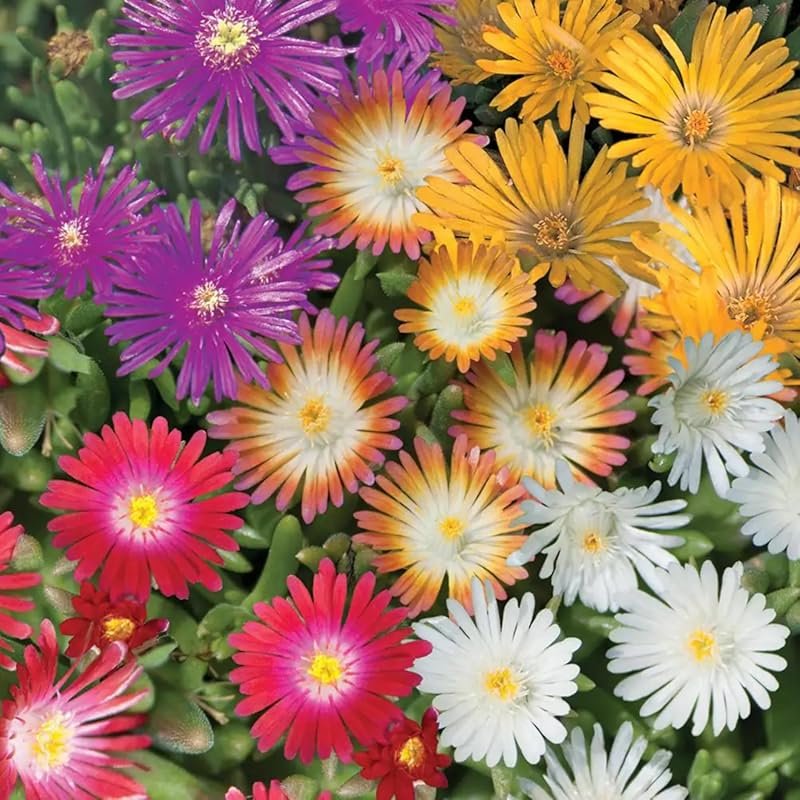 6000+ Mix Ice Plant Seeds, Non-GMO Heirloom Ground Cover for Outdoor G