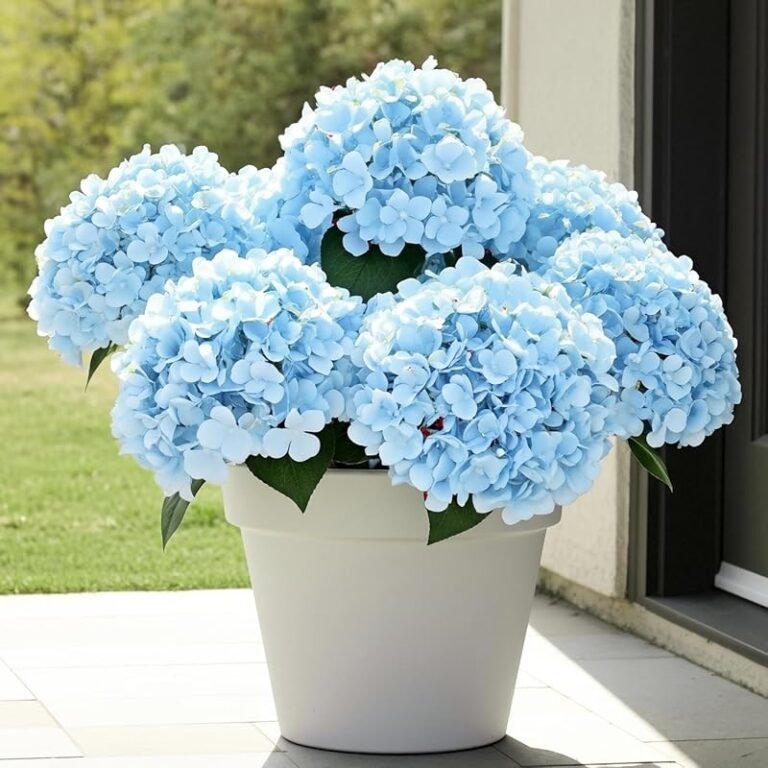 4 Best Hydrangeas for Full Sun That Thrive in Heat