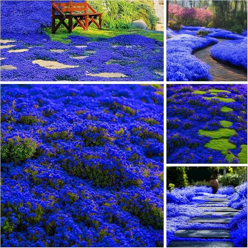29,000+ Heirloom Creeping Thyme Seeds for Ground Cover & Stepping Ston