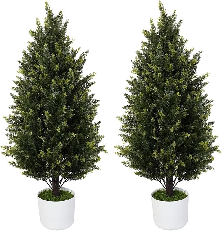 4 Best Evergreen Plants for Outdoor Pots That Thrive Year-Round