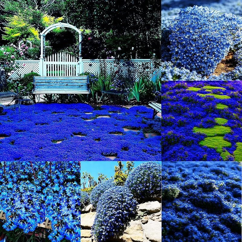 Blue Woolly Thyme Seeds – Drought-Tolerant, Deer-Resistant Ground Cove