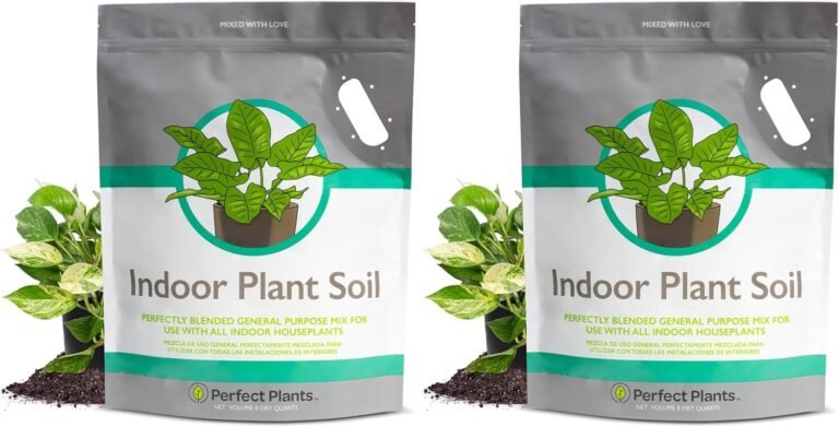 5 Best Soils for Angel Wing Begonia – Expert Picks