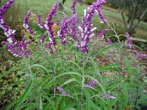 Top 4 Best Shrubs for Butterflies to Attract Nature’s Beauty