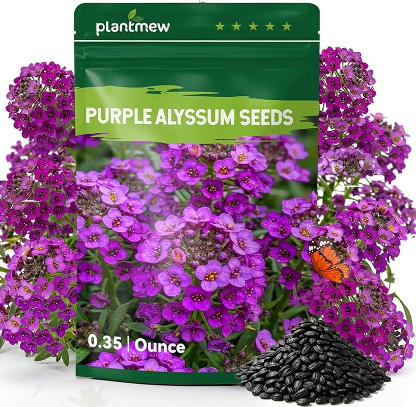 Purple Royal Carpet Alyssum Seeds – Fragrant Perennial Ground Cover fo