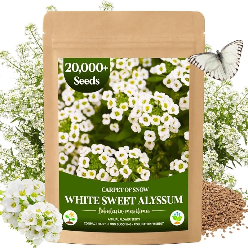 20,000+ White Sweet Alyssum Seeds – Pure White, Low-Growing Lobularia