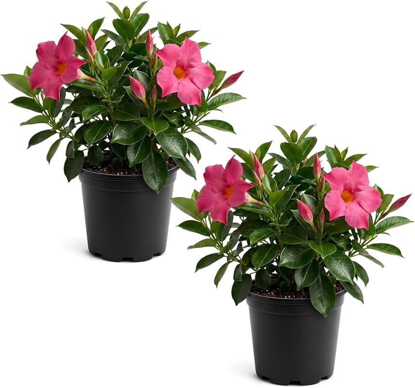 Pink Mandevilla Live Flowering Tropical Plant, 10