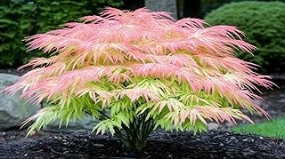 1 Green Geisha Girl Japanese Maple