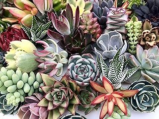 10 Assorted Live Succulent Cuttings