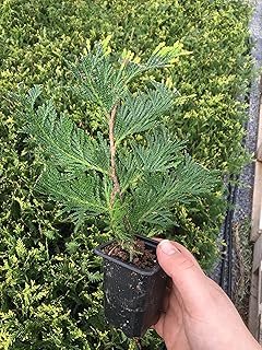 10 Thuja Green Giant Arborvitae 7-10