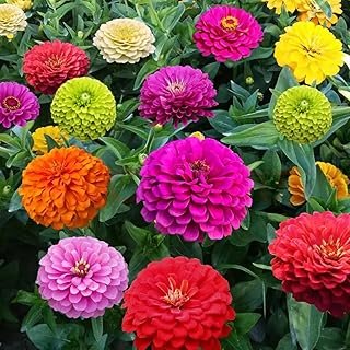 1000+ Crazy Blend Zinnia Seeds Planting