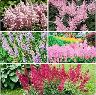 1200+ Astilbe Seeds Perennial Shade Tolerant
