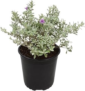 1G Silverado Sage Plant