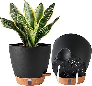 2 8 Inch Pots Plants Indoor