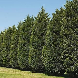 20 Leyland Cypress Trees