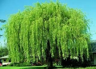 4 Bright Green Weeping Willow Cuttings