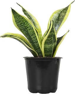 Altman Plants Live Snake Plant (Superba)
