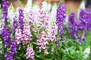 Angelonia Flower Snapdragon Seeds