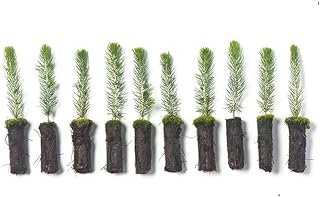 Arbor Day Foundation Colorado Blue Spruce
