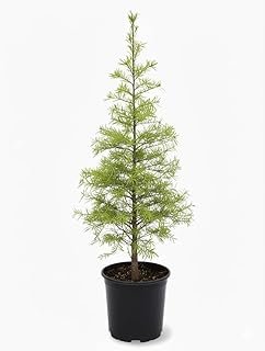 Bald Cypress 1 Gallon Live Nursery