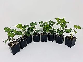 Baltic English Ivy 8 Plants