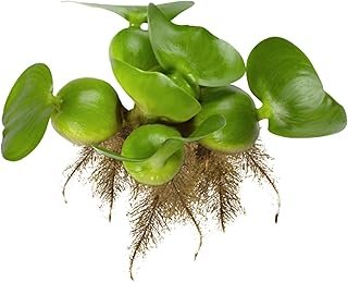 Chalily Water Hyacinth Floating Pond Plants