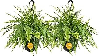 Costa Farms Live Boston Fern Plants