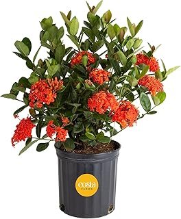 Costa Farms Live Ixora Plant