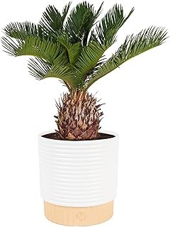 Costa Farms Live Sago Palm