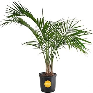 Costa Farms Majesty Palm Live Plant