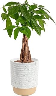 Costa Farms Money Tree (Pachira Aquatica)